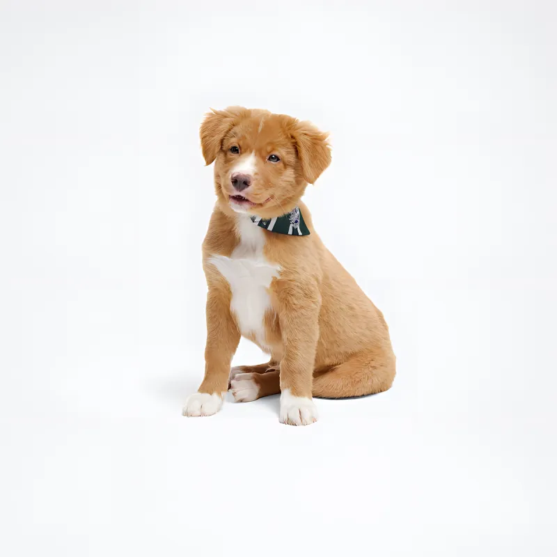 LOUIS VUITTON Pet Clothing-2