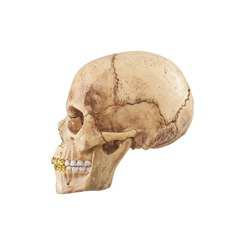 Supreme 4D Human Skull Hobby Model Trend Based Products-2