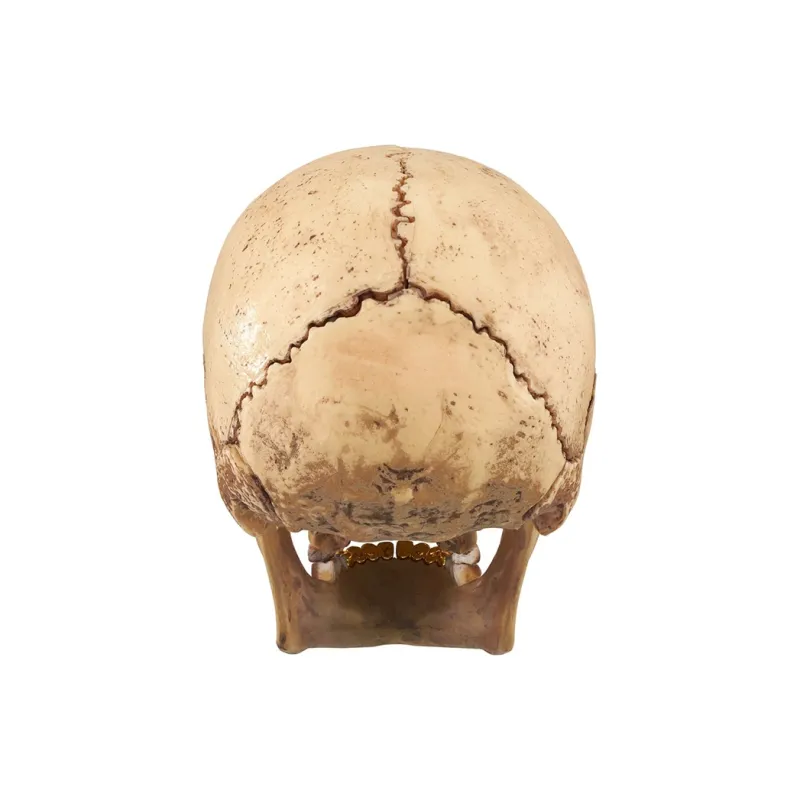 Supreme 4D Human Skull Hobby Model Trend Based Products-3