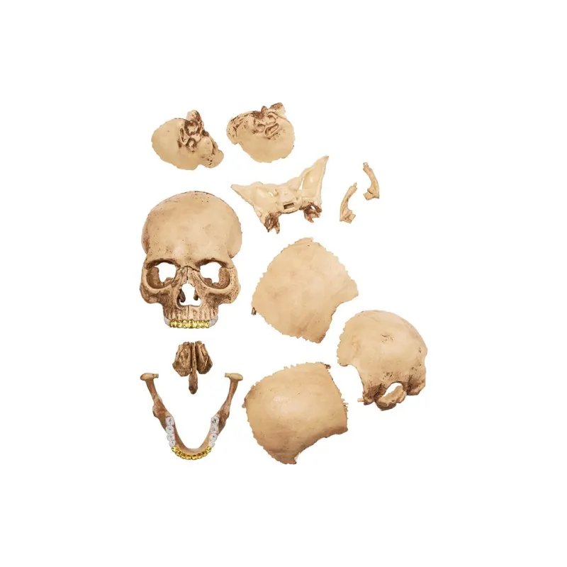 Supreme 4D Human Skull Hobby Model Trend Based Products-6