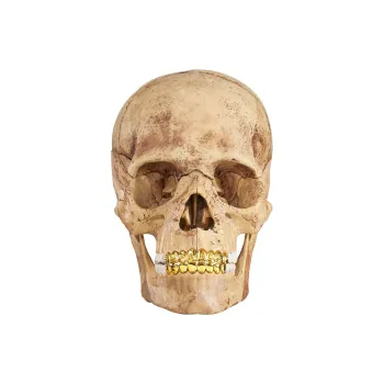 Supreme 4D Human Skull Hobby Model Trend Based Products