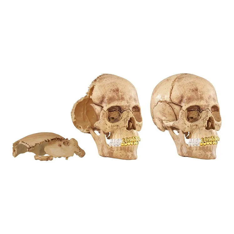 Supreme 4D Human Skull Hobby Model Trend Based Products-5
