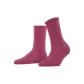 Burgundy Purple 8025