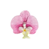 Pink Moth Orchid Hair Clips