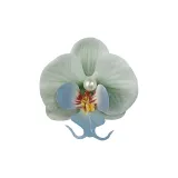 Green Moth Orchid Hair Clips