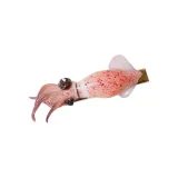 Squid