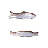 1 Pair 1