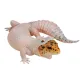 B Reward, Leopard Print Lizard ~Moulting~