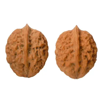 Xihe Core Creation Walnut Fine Handicraft Collectible Unisex
