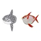 Sun and Moon Fish Clothing Sets