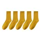 Ginger Yellow 5 Pack