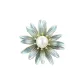 Dazzling Blue (Daisy)