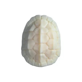 XUWU Ivory Nut Collectible Unisex