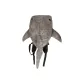 Light Gray Shark