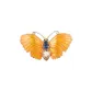 Dazzling Color Yellow (Butterfly)