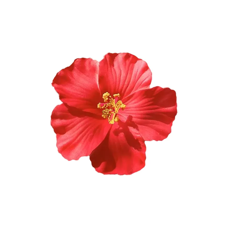 ZANC Plastic Hair Clips Women's-6