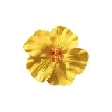 [Yellow]
