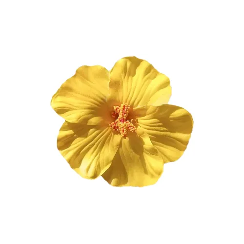 ZANC Plastic Hair Clips Women's