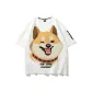 White (Shiba Inu)