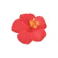 Red Floral Hair Clip, 1 Piece