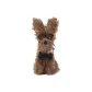 Bow Tie Brown Scruffy Puppy