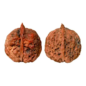 Xihe Core Creation Walnut Fine Handicraft Walnut Collectible Unisex