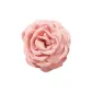 Beige Pink Floral