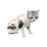 Kitten Pattern
