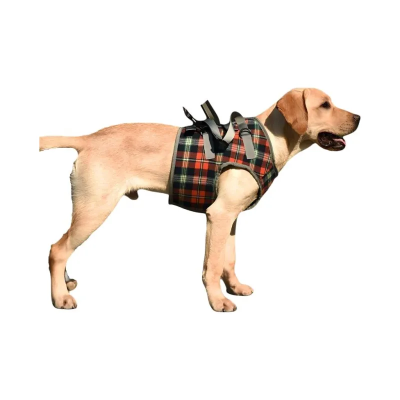 A good thing Leashes-3