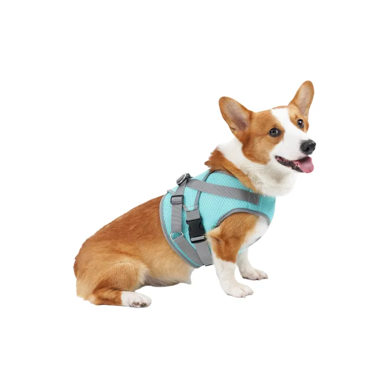 A good thing Leashes-2