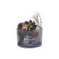 WILD Starry Sky — Essential Oil Not Included