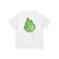 White (Green) Color[Cantaloupe]