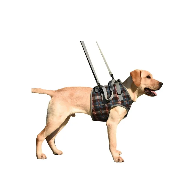 A good thing Leashes-1