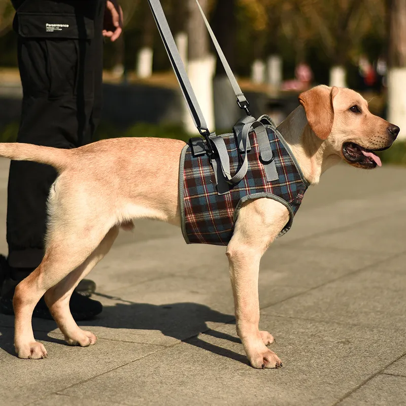 A good thing Leashes-2