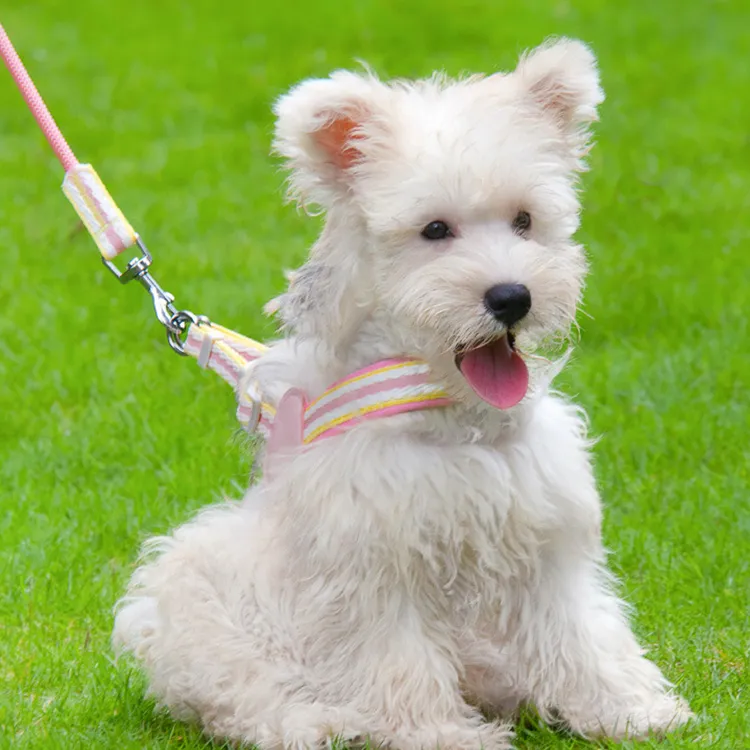 A good thing Leashes-1