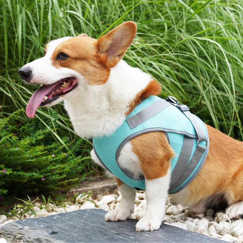 A good thing Leashes-3