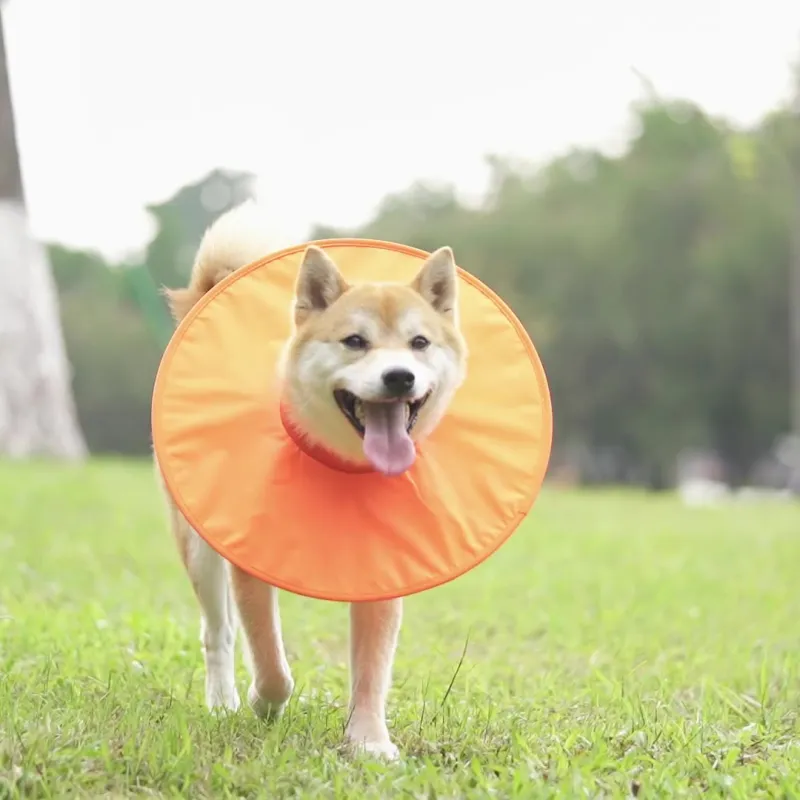 A good thing Dog / Cat Collars-2