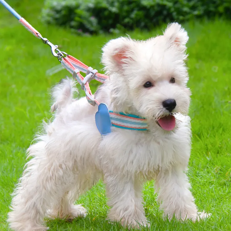 A good thing Leashes-3