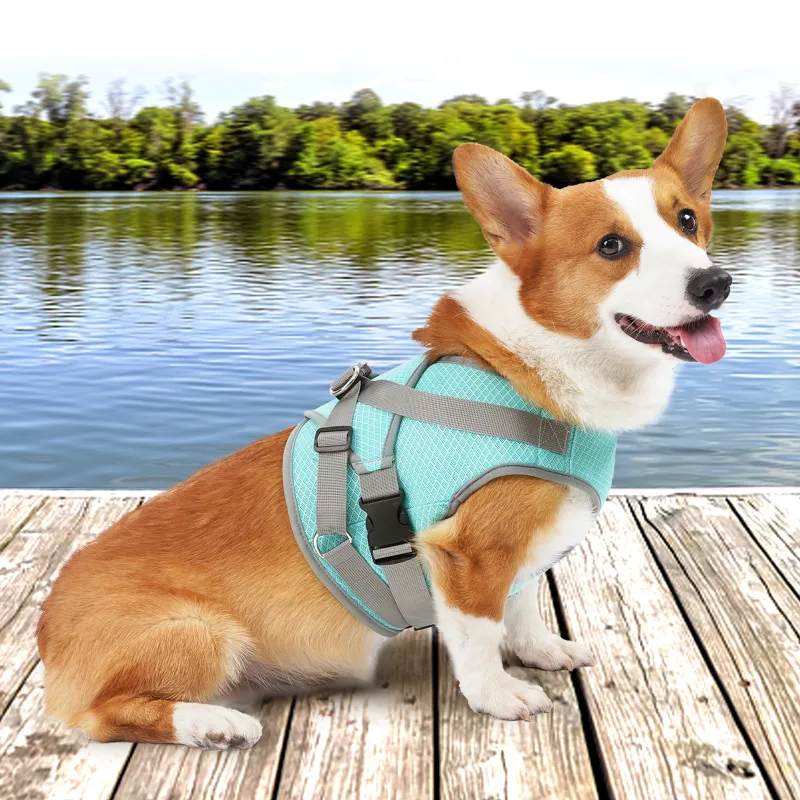 A good thing Leashes-4