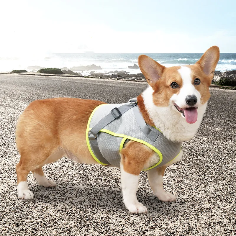 A good thing Leashes-1