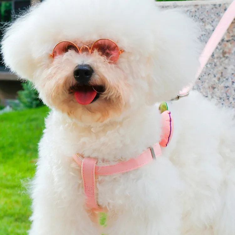 A good thing Leashes-1