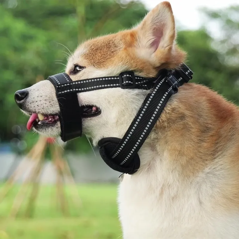 A good thing Leashes-1