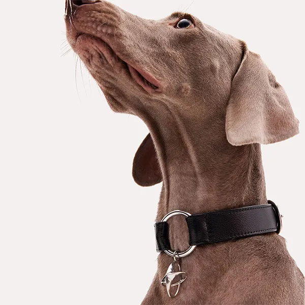 KNOWZA Dog / Cat Collars-2