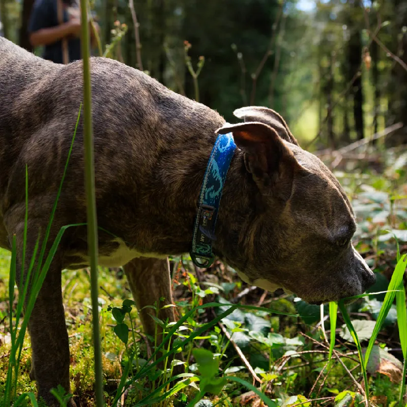 Ruff Wear Dog / Cat Collars-1