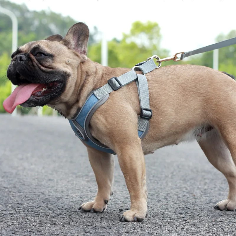Kimpets Leashes-2