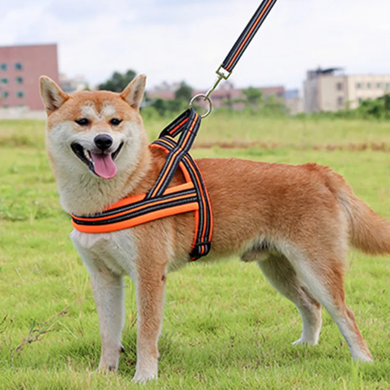 Kimpets Leashes-5