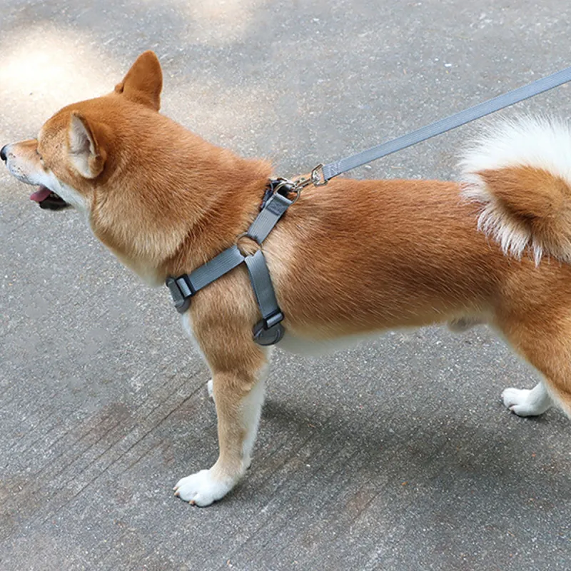 Kimpets Leashes-3