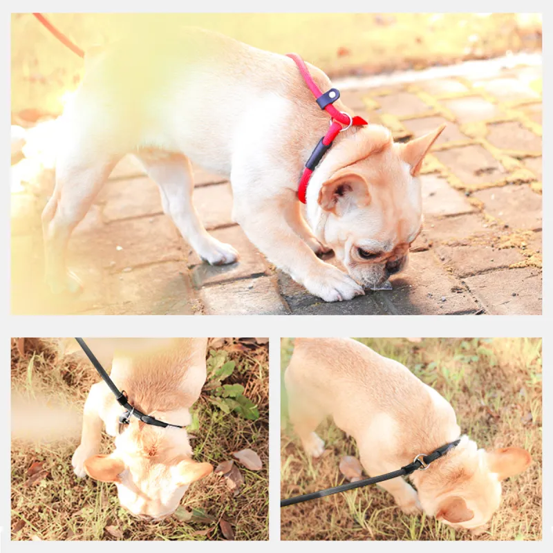 Kimpets Leashes-3