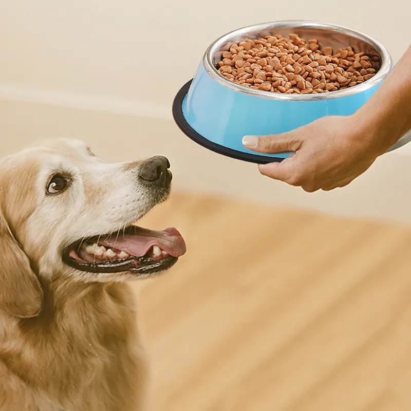 Kimpets Cat And Dog Bowls & Slow Feeder Bowls-2