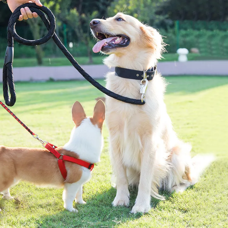 Kimpets Leashes-3